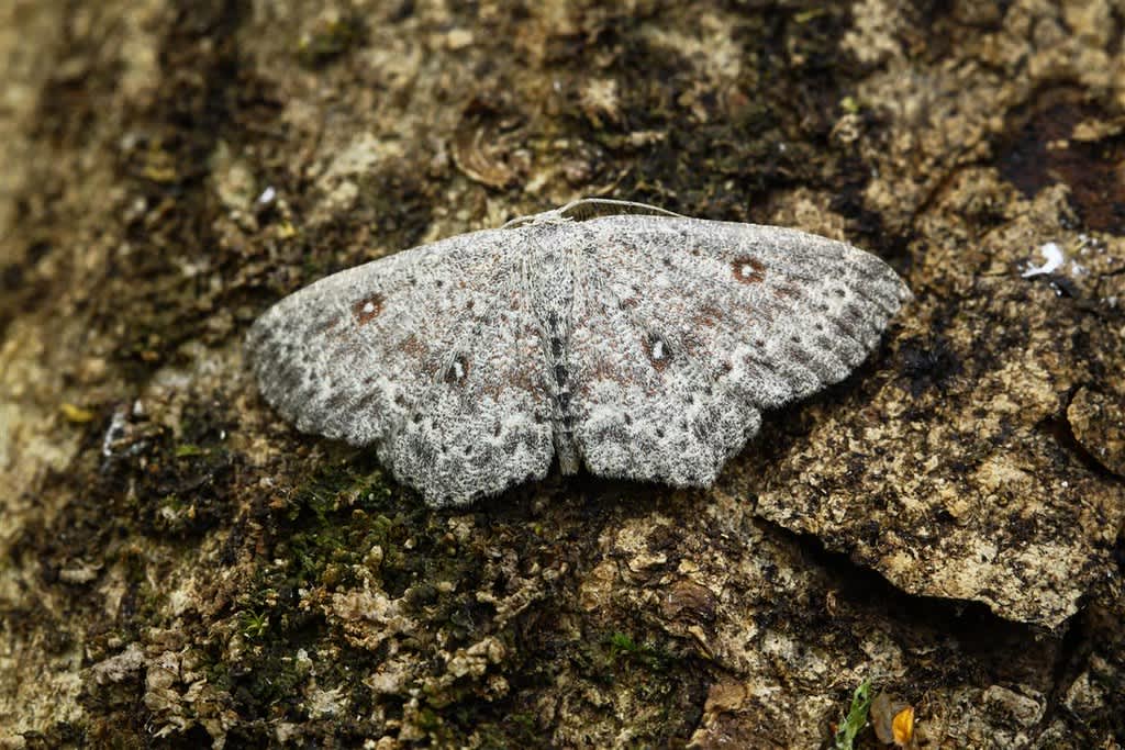 Dingy Mocha (Cyclophora pendularia) photographed in Kent by Carol Strafford 