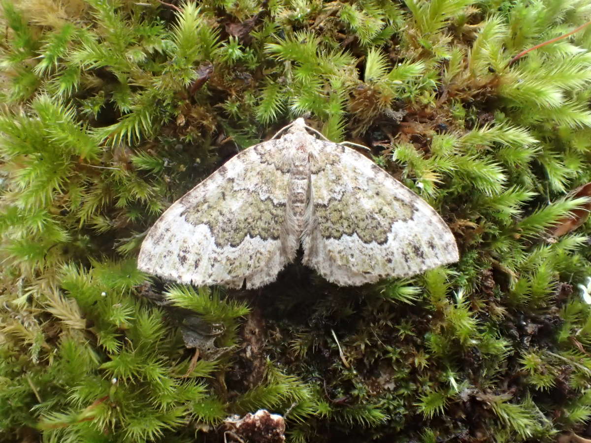 Beech-green Carpet (Colostygia olivata) photographed in Kent by Dave Shenton