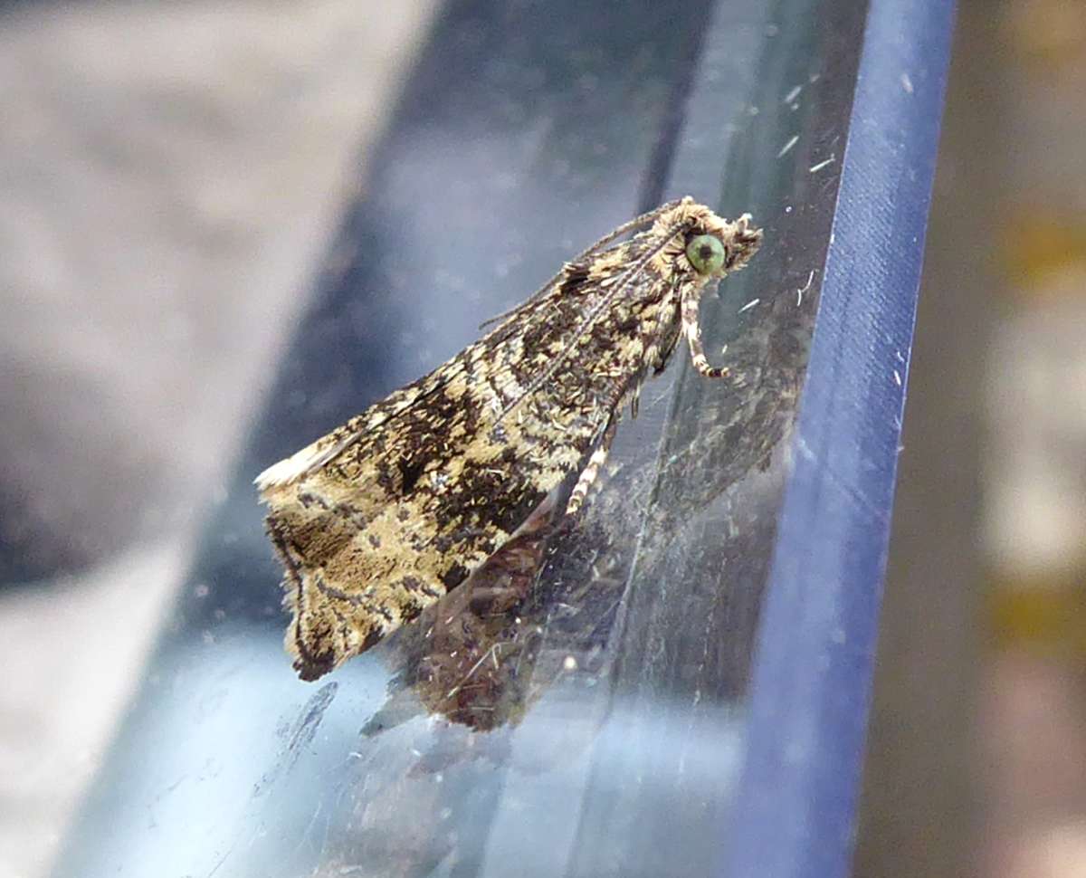 Common Marble (Celypha lacunana) photographed in Kent by Mary Anketell