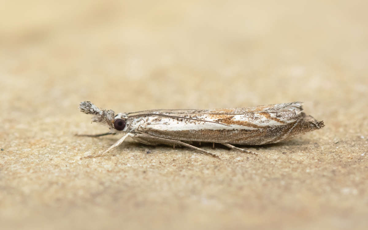 Hook-tipped Grass-veneer (Platytes alpinella) photographed in Kent by Alex Perry 