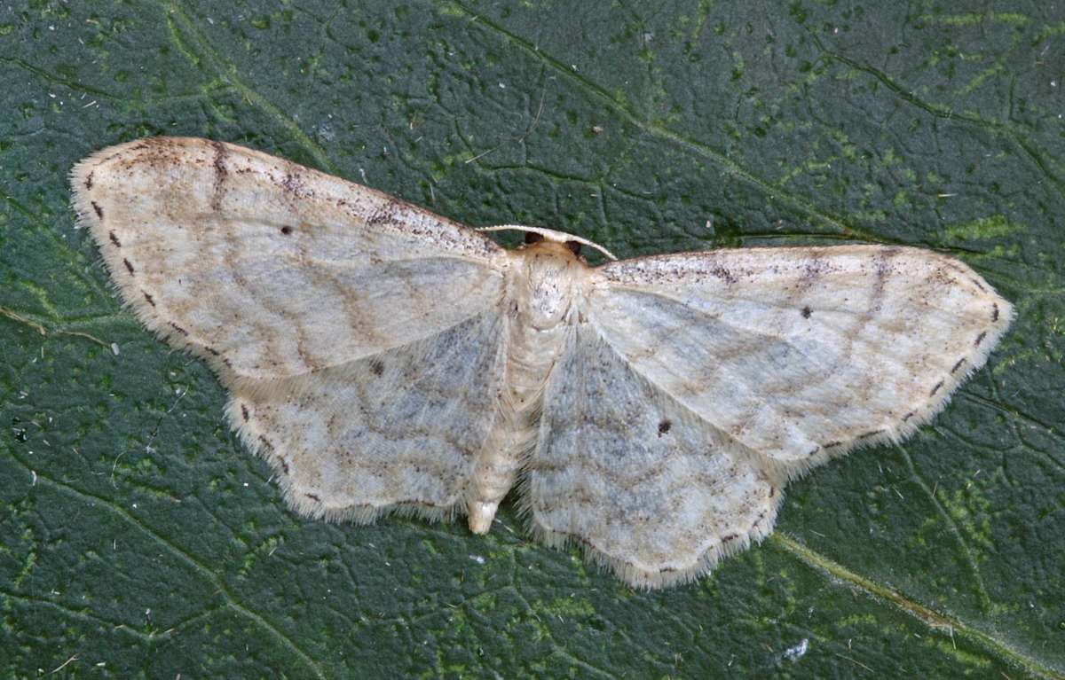 Dwarf Cream Wave (Idaea fuscovenosa) photographed at Boughton-under-Blean by Peter Maton 