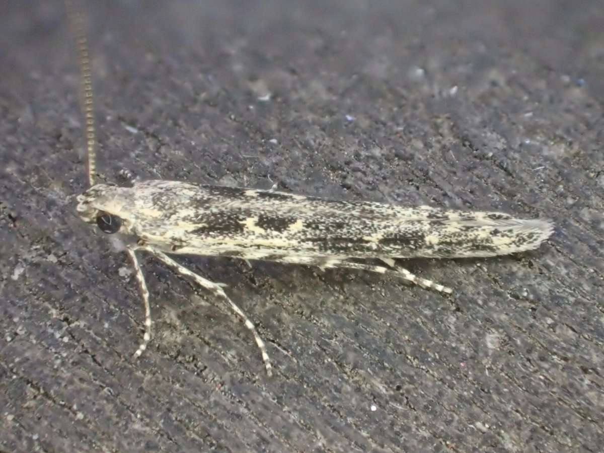 Poplar Cosmet (Batrachedra praeangusta) photographed in Kent by Dave Shenton 