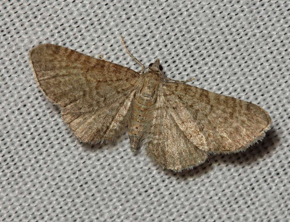 Lead-coloured Pug (Eupithecia plumbeolata) photographed in Kent by David Beadle 