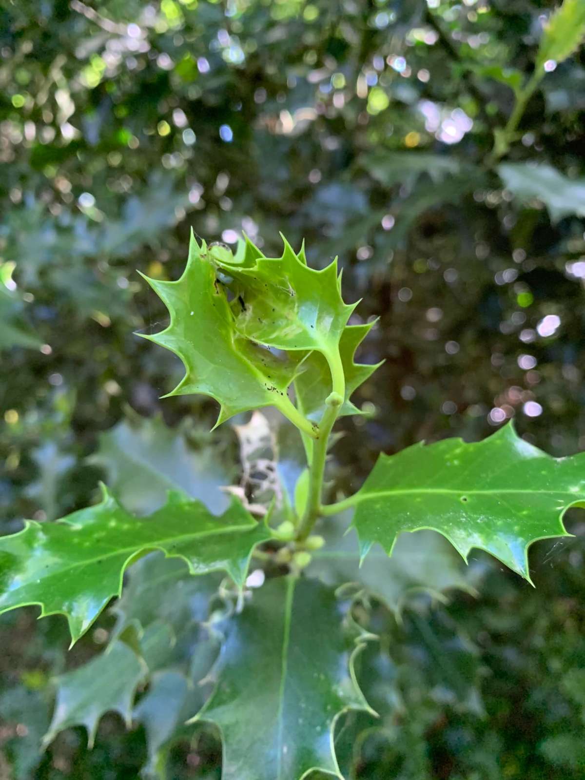 Holly Tortrix (Rhopobota naevana) photographed in Kent by Oliver Bournat 