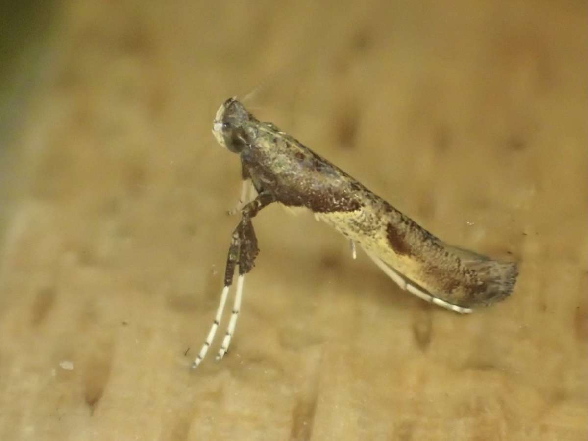 Hop Slender (Caloptilia fidella) photographed at Aylesham  by Dave Shenton 