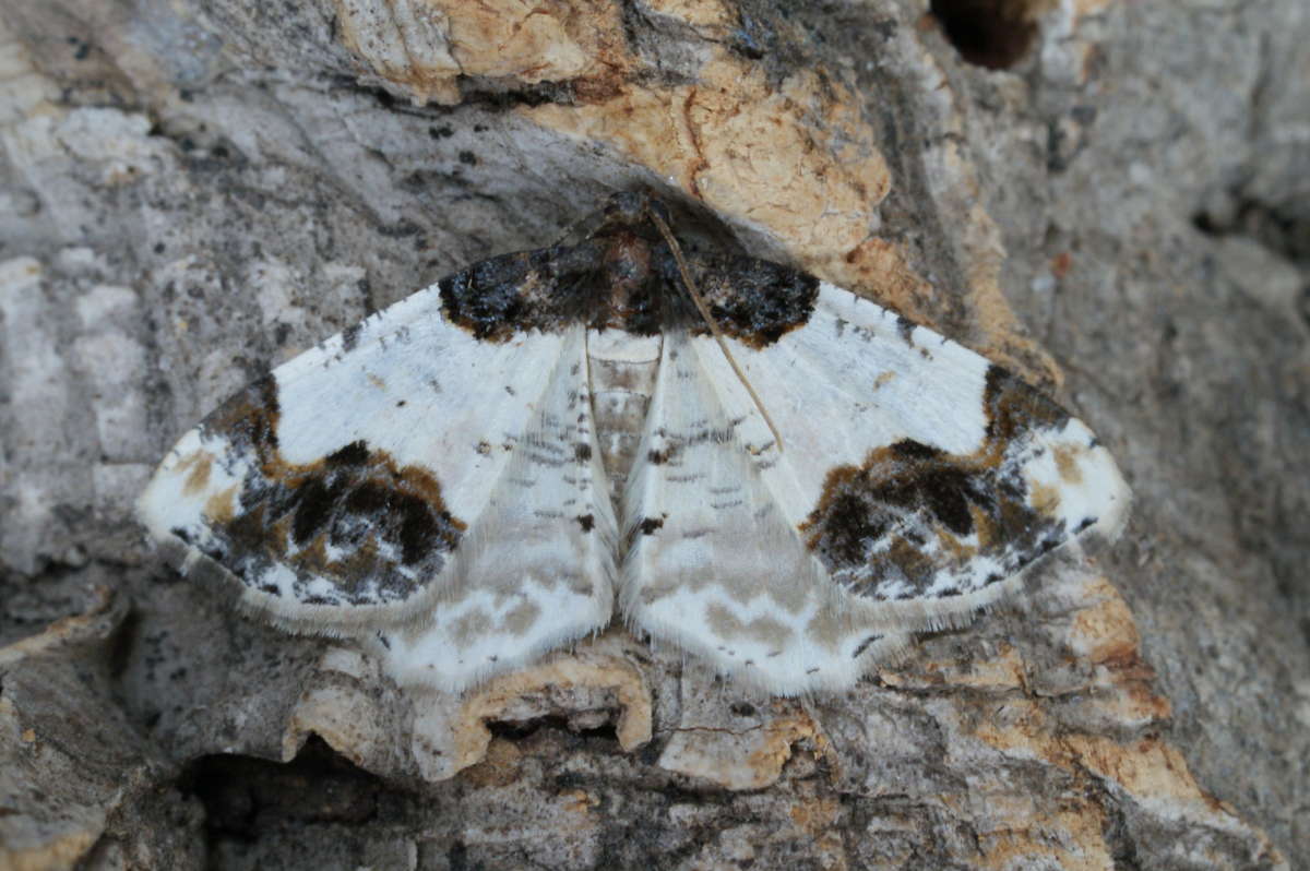 Scorched Carpet (Ligdia adustata) photographed at Aylesham  by Dave Shenton 