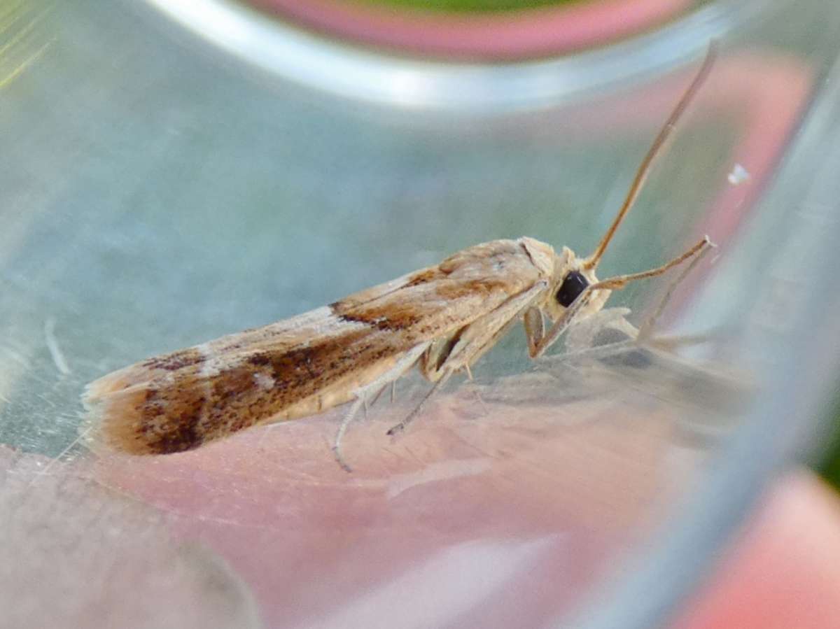 Sophie’s Knot-horn (Ancylosis convexella) photographed at Lyminge by Tony King 