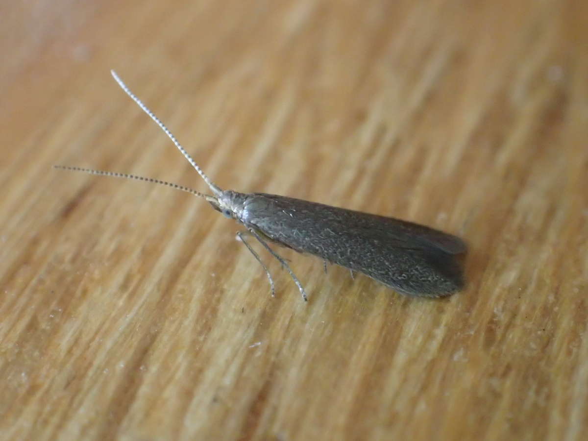 Apple & Plum Case-bearer (Coleophora spinella) photographed in Kent by Dave Shenton 