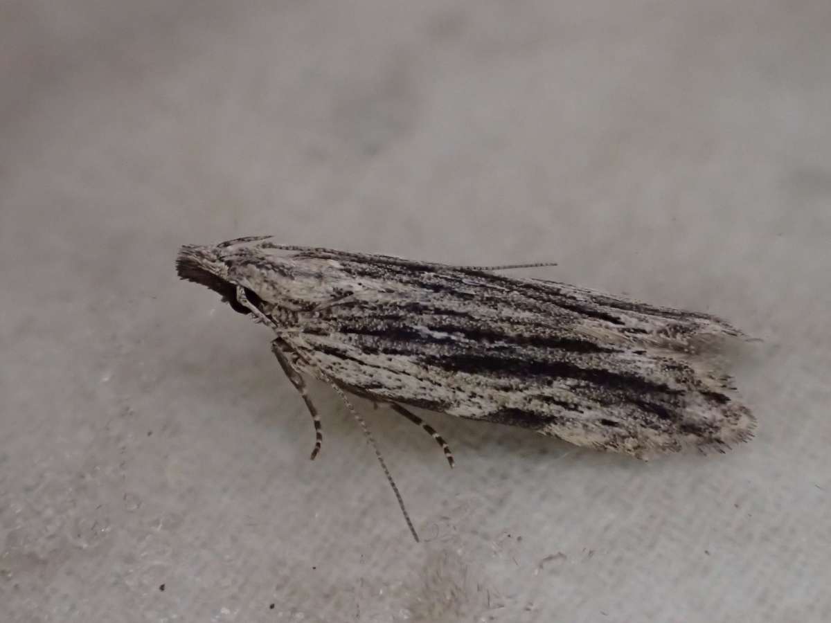 Acer Sober (Anarsia innoxiella) photographed at Aylesham  by Dave Shenton 