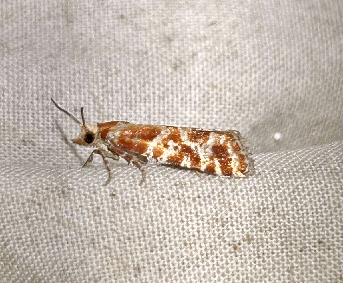 Orange-spotted Shoot (Rhyacionia pinicolana) photographed at Stodmarsh NNR  by Dave Shenton