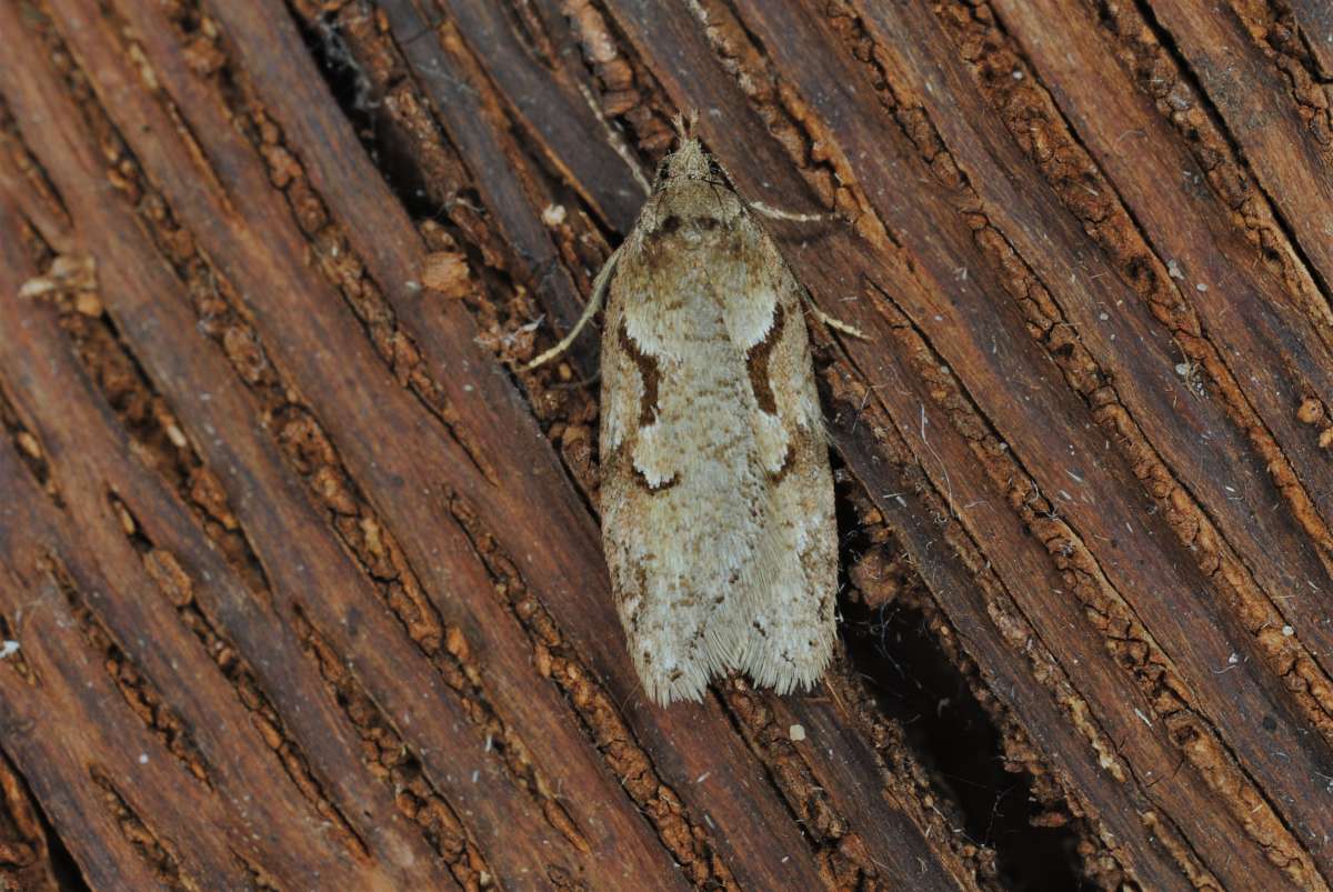 Dawn Flat-body (Semioscopis steinkellneriana) photographed in Kent by Antony Wren