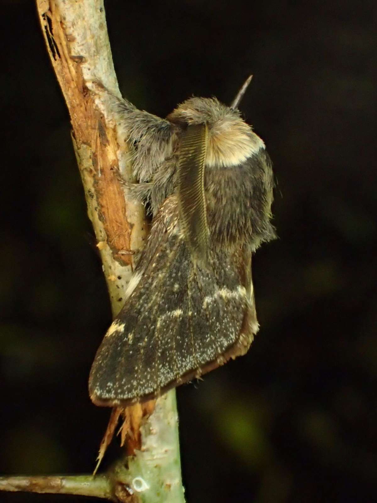 December Moth (Poecilocampa populi) photographed at Wye Downs NNR by Dave Shenton 