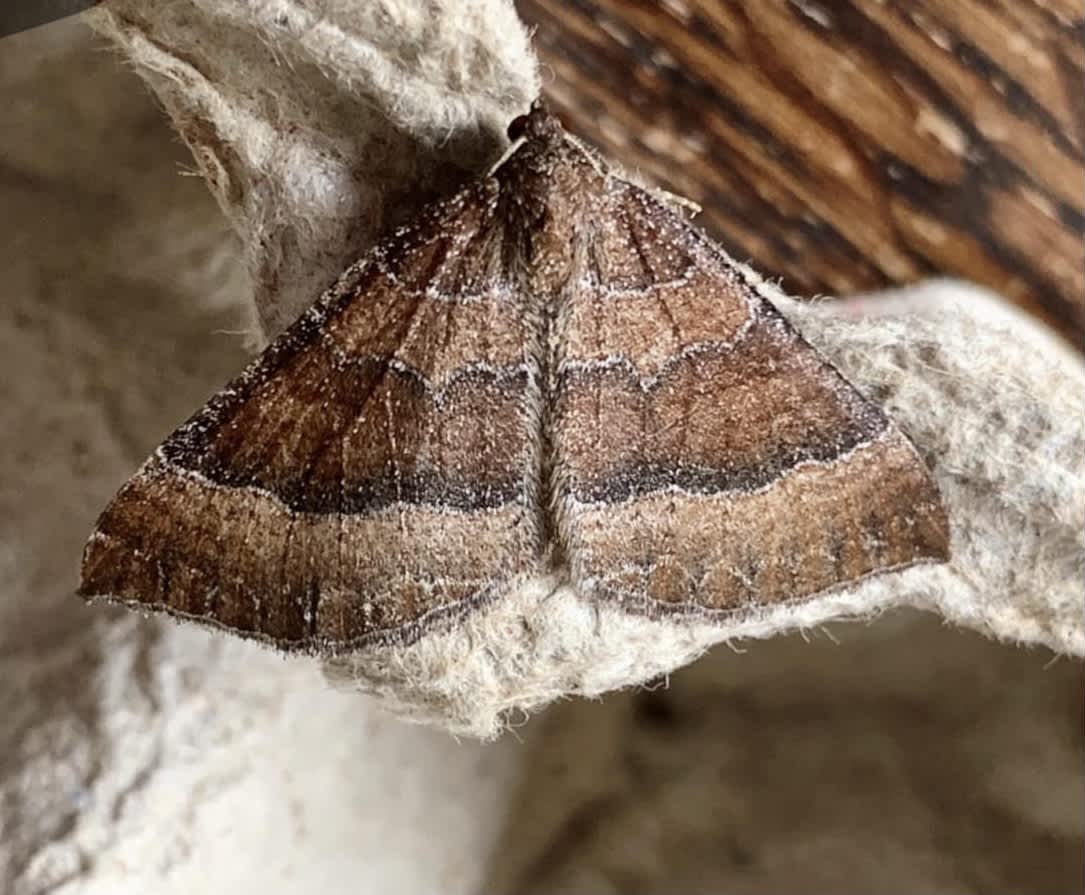 The Mallow (Larentia clavaria) photographed in Kent by Alan Roman