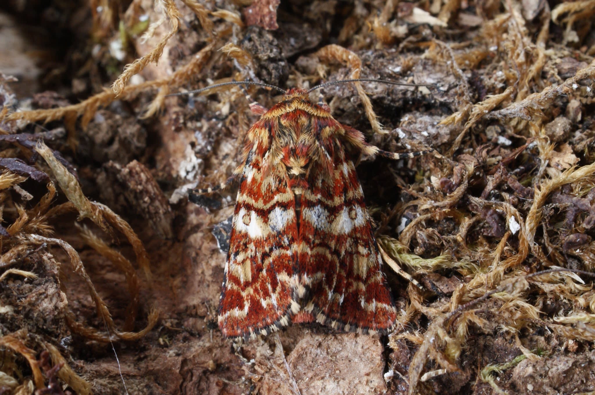 Beautiful Yellow Underwing (Anarta myrtilli) photographed at Las Descargues, France  by Dave Shenton