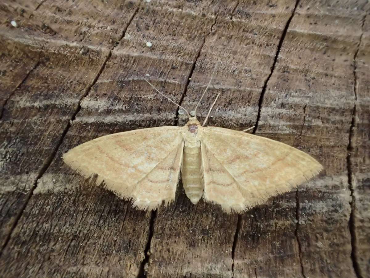 Bright Wave (Idaea ochrata) photographed at Betteshanger Country Park by Dave Shenton 