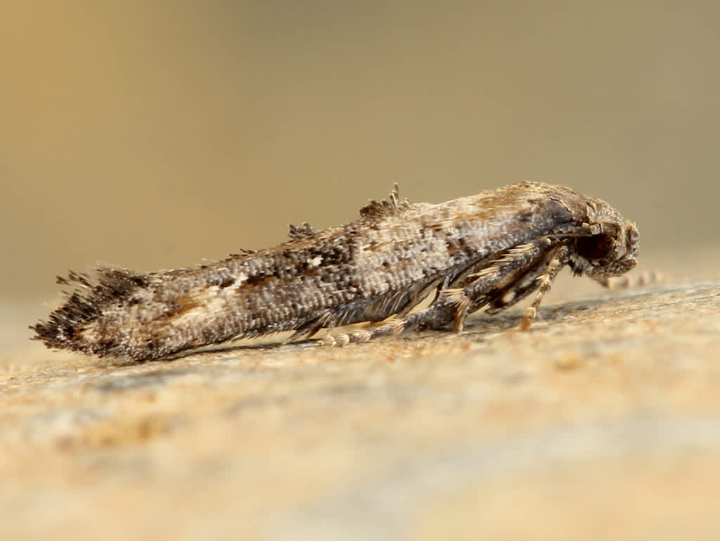 Garden Lance-wing (Epermenia chaerophyllella) photographed in Kent by David Beadle 