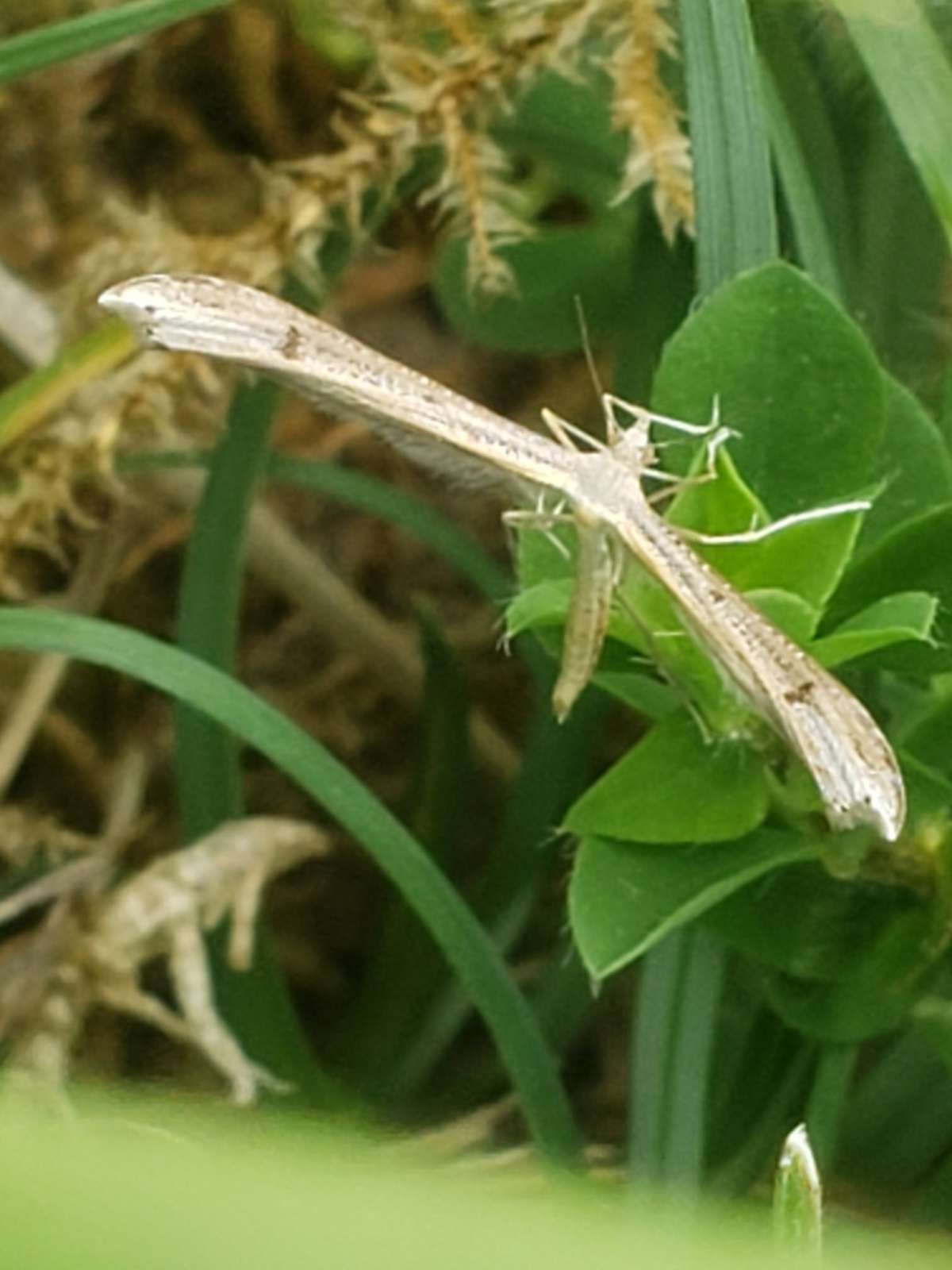 Twin-spot Plume (Stenoptilia bipunctidactyla) photographed at White Hill by Phil Ambler