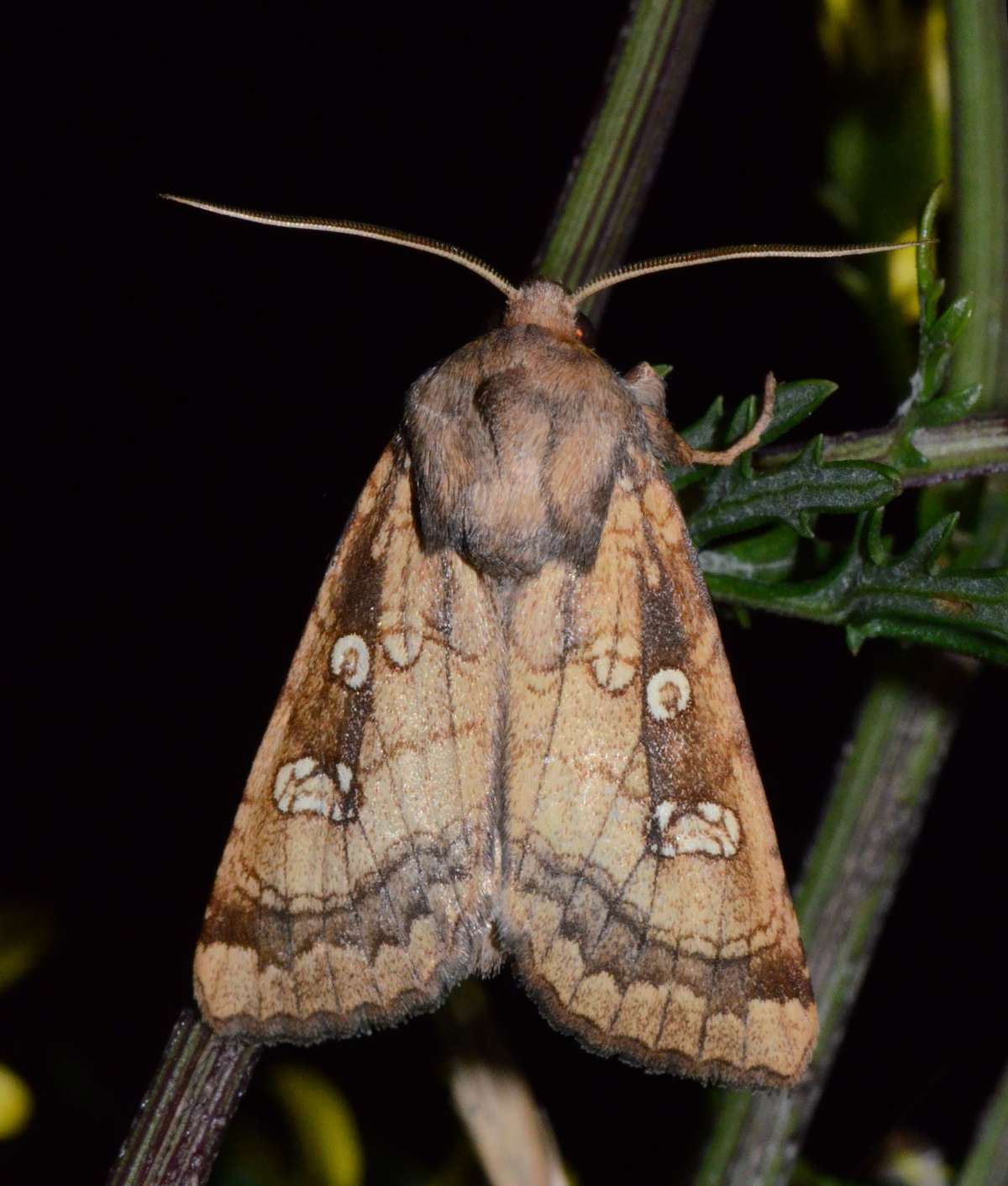 Fisher's Estuarine Moth (Gortyna borelii) photographed in Kent by Alan Stubbs