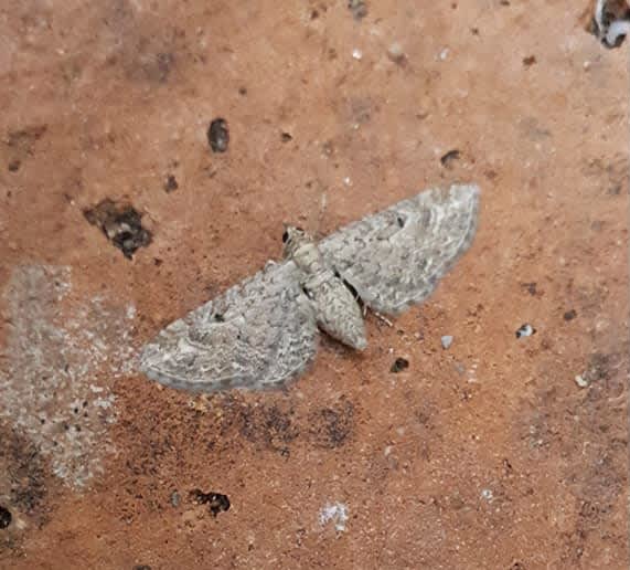 Yarrow Pug (Eupithecia millefoliata) photographed in Kent by Andrew Lawson 