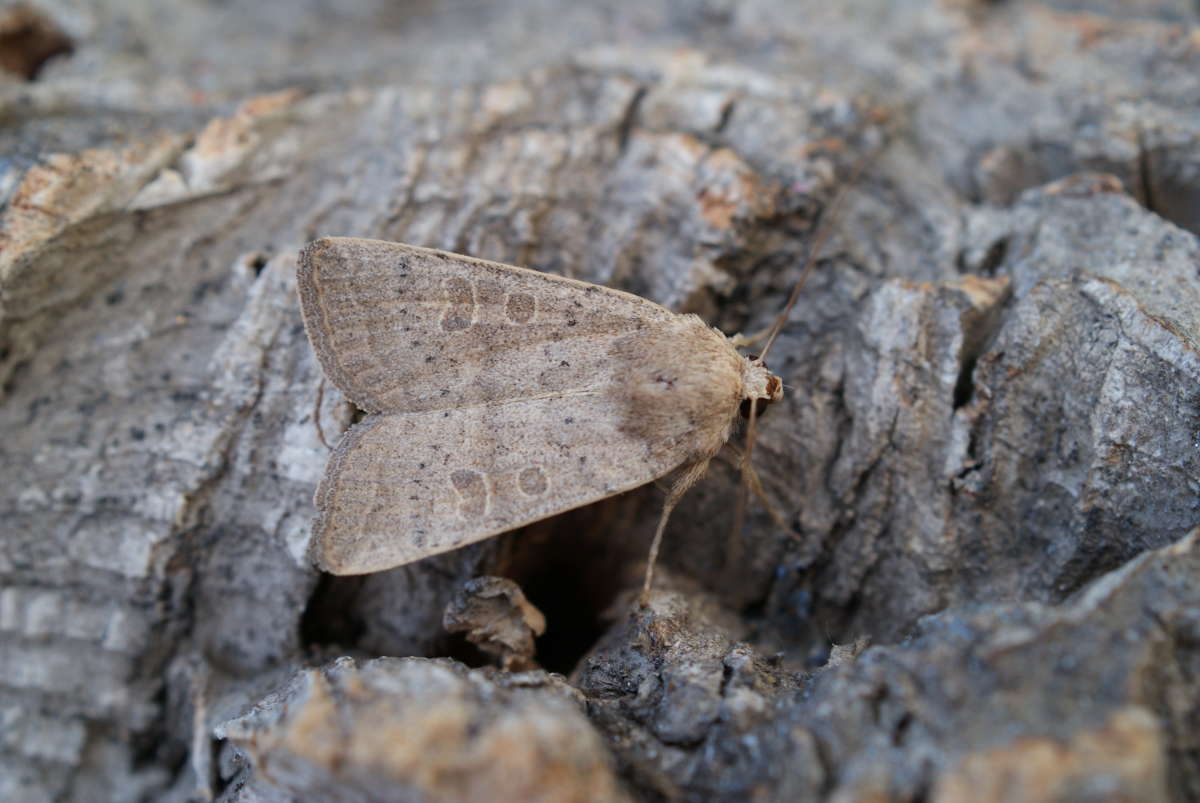 Vine's Rustic (Hoplodrina ambigua) photographed at Aylesham  by Dave Shenton 