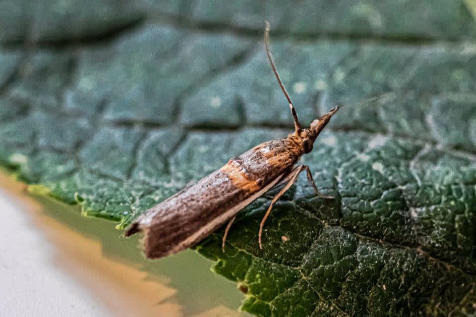 Legume Knot-horn (Etiella zinckenella) photographed at Margate  by Alan Meek