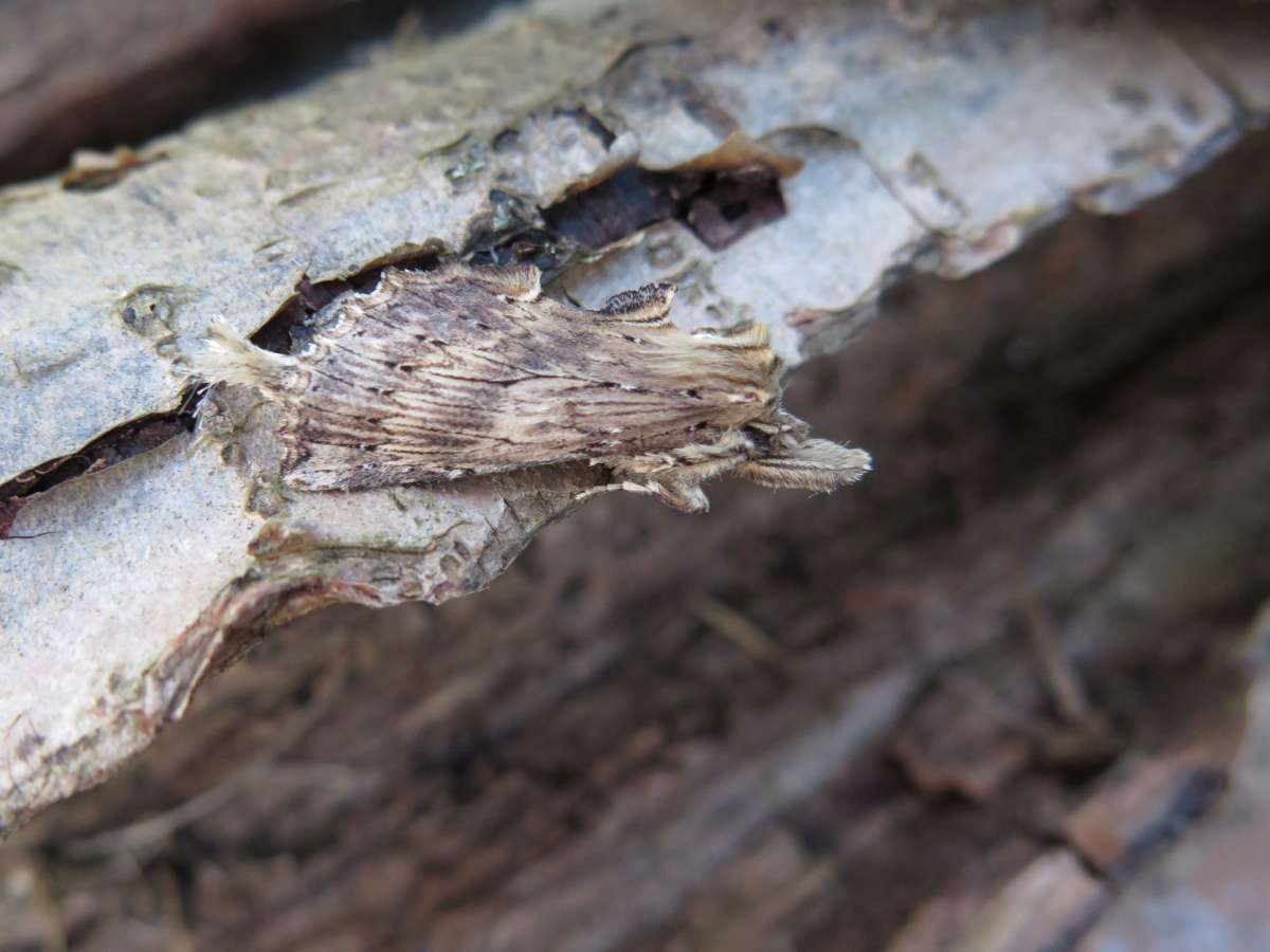 Pale Prominent (Pterostoma palpina) photographed in Kent by Nikki Barrow