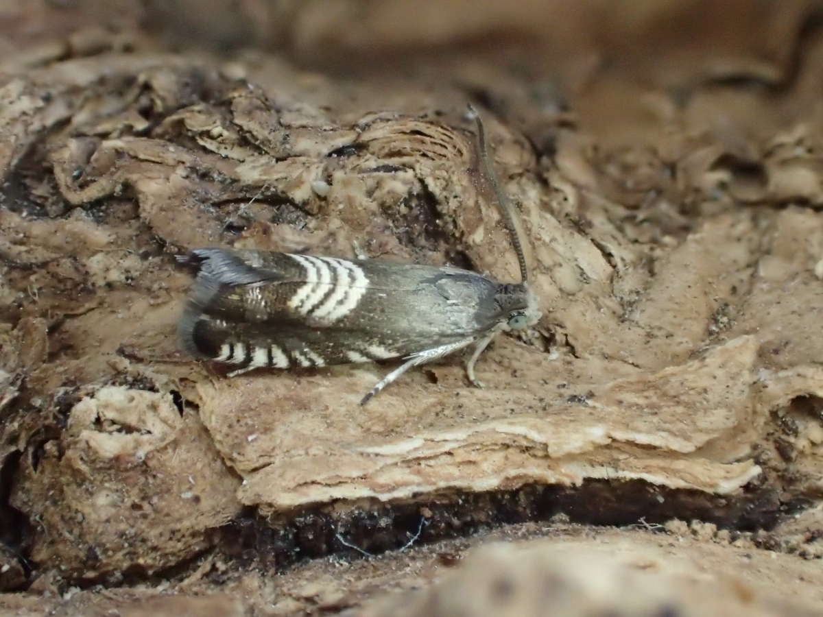 Triple-stripe Piercer (Grapholita compositella) photographed at Victory Wood by Dave Shenton 