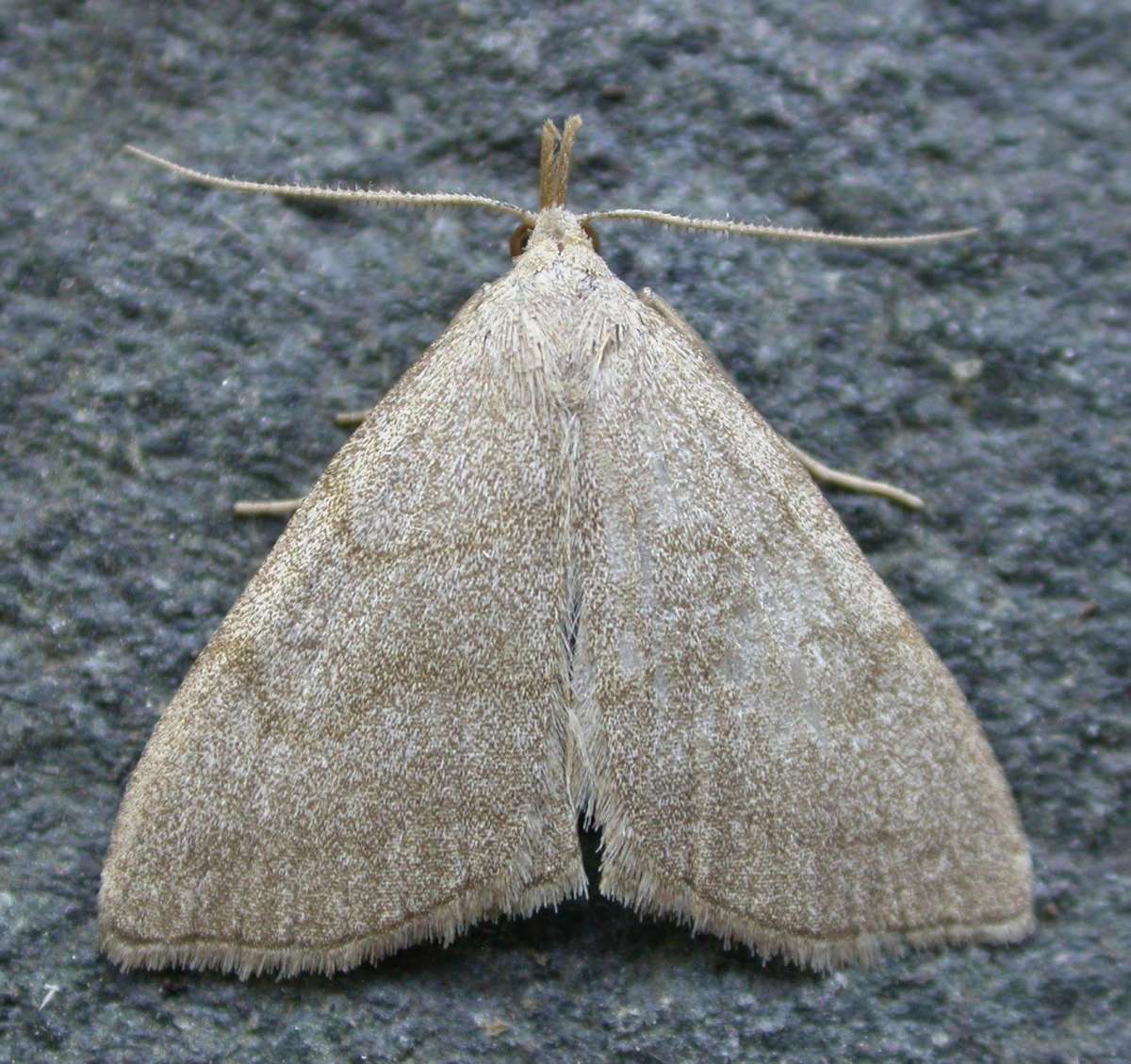 Common Fan-foot (Pechipogo strigilata) photographed in Kent by Ross Newham