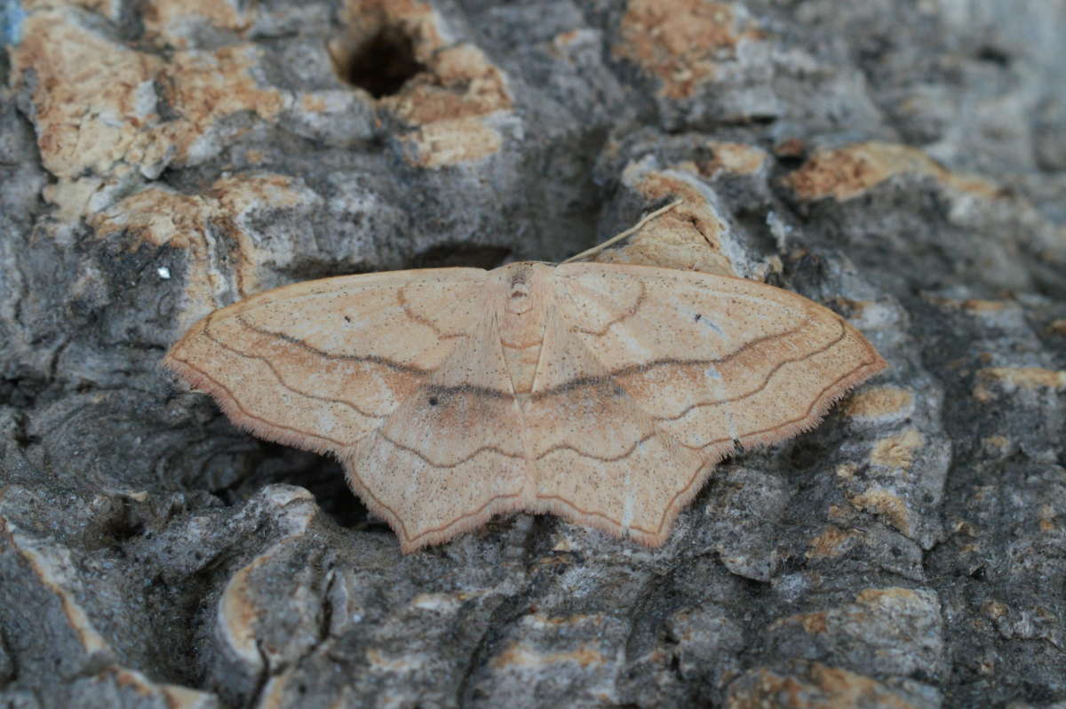 Small Blood-vein (Scopula imitaria) photographed at Aylesham  by Dave Shenton 