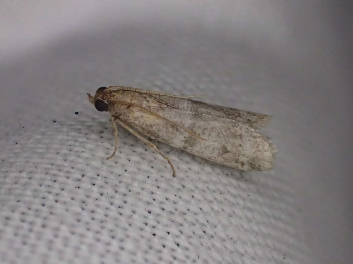 Pine-blossom Knot-horn (Vitula biviella) photographed at Prince’s Golf Course, Sandwich Bay  by Dave Shenton 