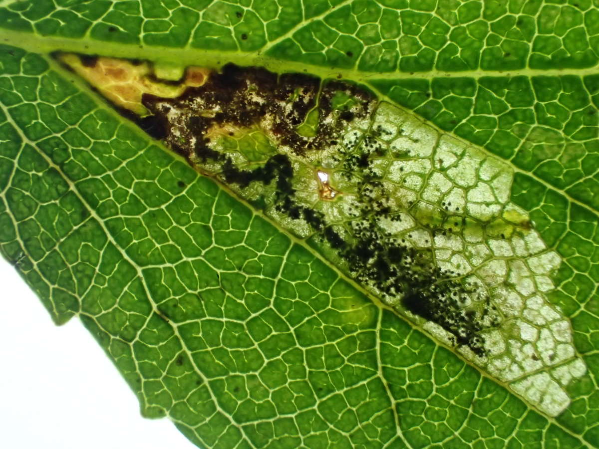 Broken-barred Pigmy (Ectoedemia minimella) photographed at Covet Wood by Dave Shenton 