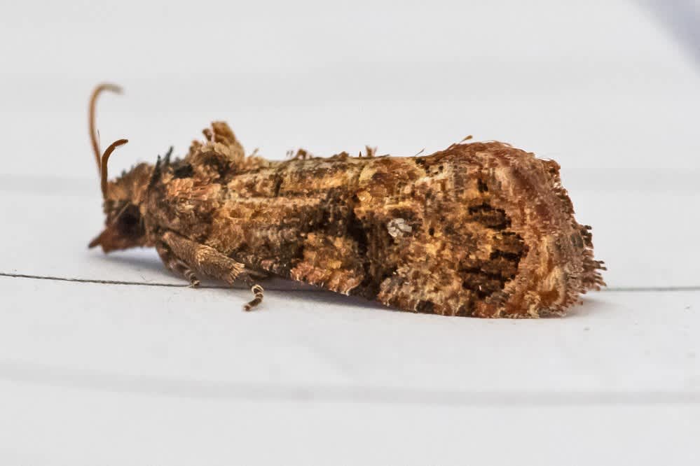 False Codling Moth (Thaumatotibia leucotreta) photographed in Kent by Tony Morris