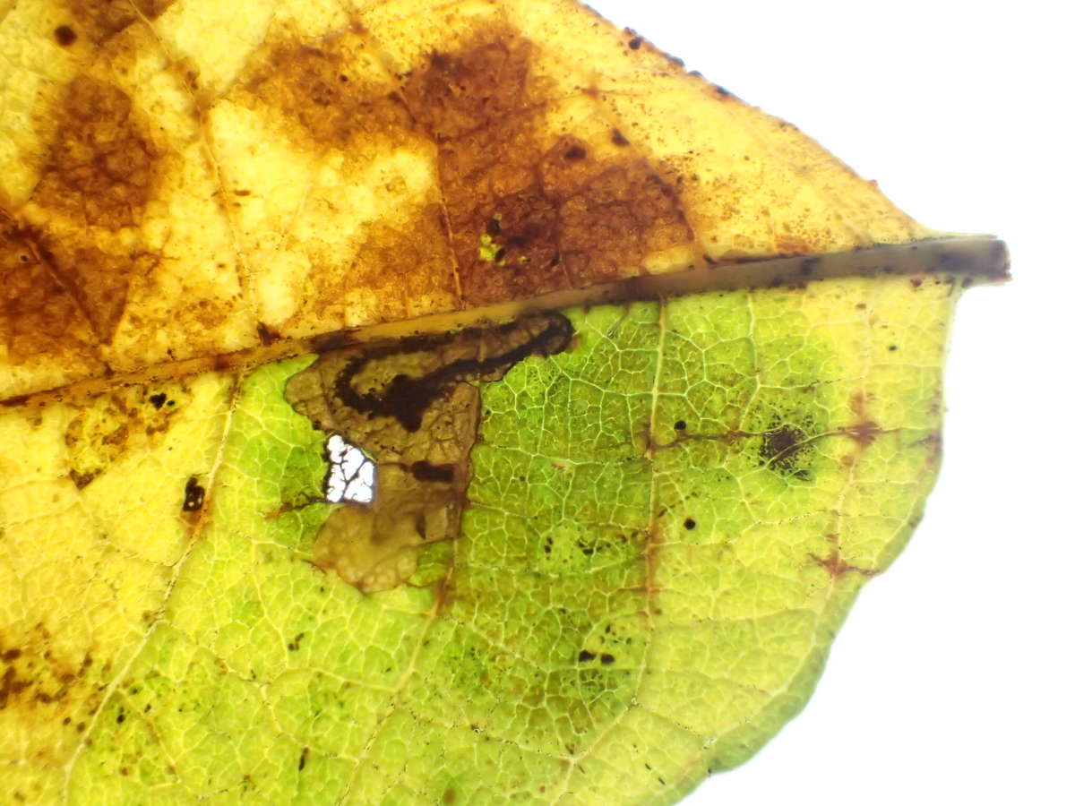 Black-spot Sallow Pigmy (Ectoedemia intimella) photographed at Singleton Env Centre, Ashford  by Dave Shenton 