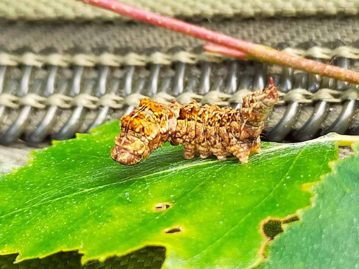 Scalloped Hook-tip (Falcaria lacertinaria) photographed in Kent by Alan Stubbs