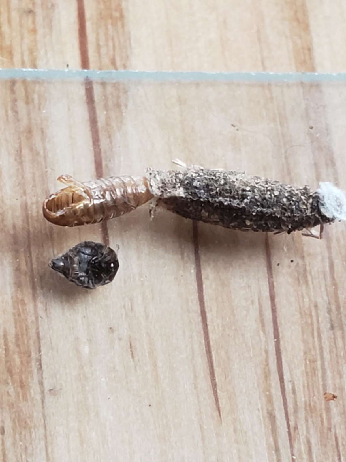 Lesser Lichen Bagworm (Dahlica inconspicuella) photographed in Kent by Phil Ambler