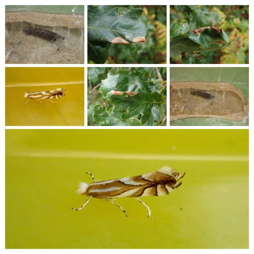 Scarce Midget (Phyllonorycter distentella) photographed in Kent by Dave Shenton 