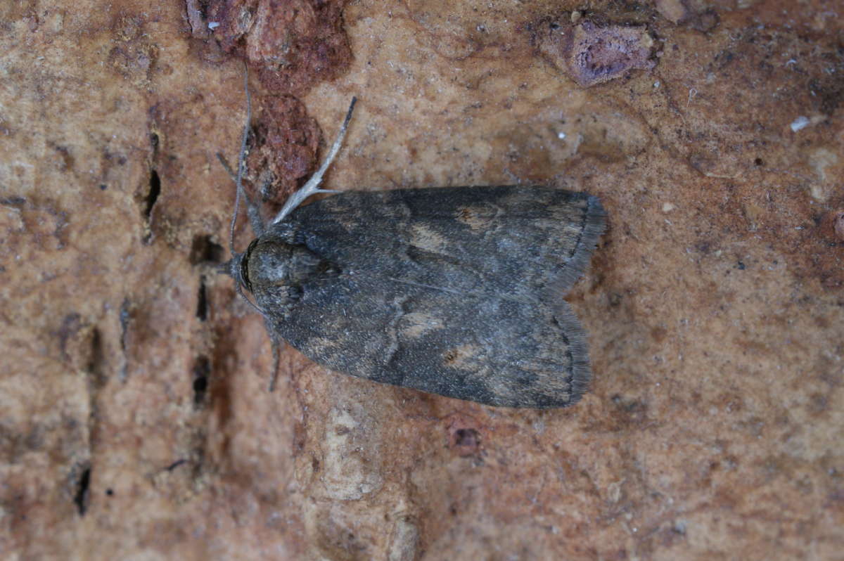 Oak Nycteoline (Nycteola revayana) photographed at Aylesham  by Dave Shenton 