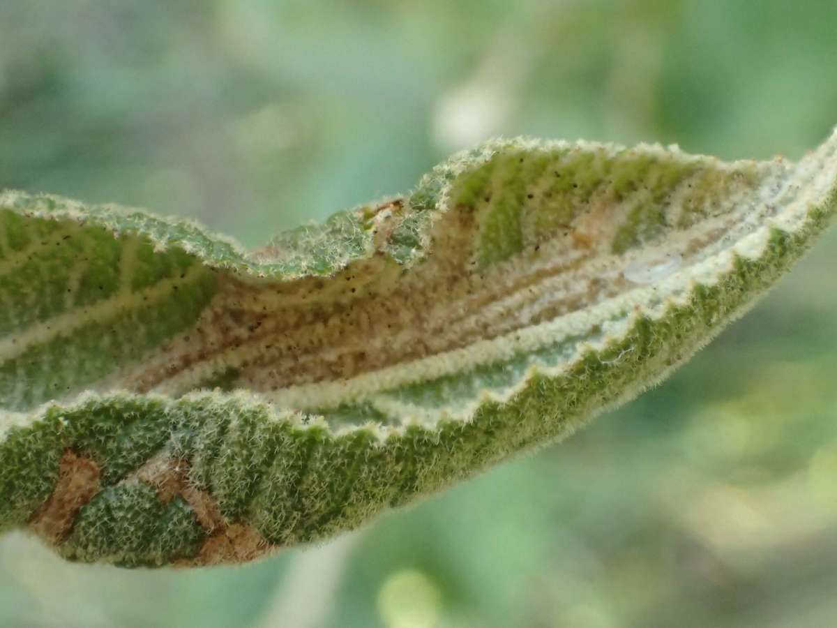 Viburnum Midget (Phyllonorycter lantanella) photographed in Kent by Dave Shenton 