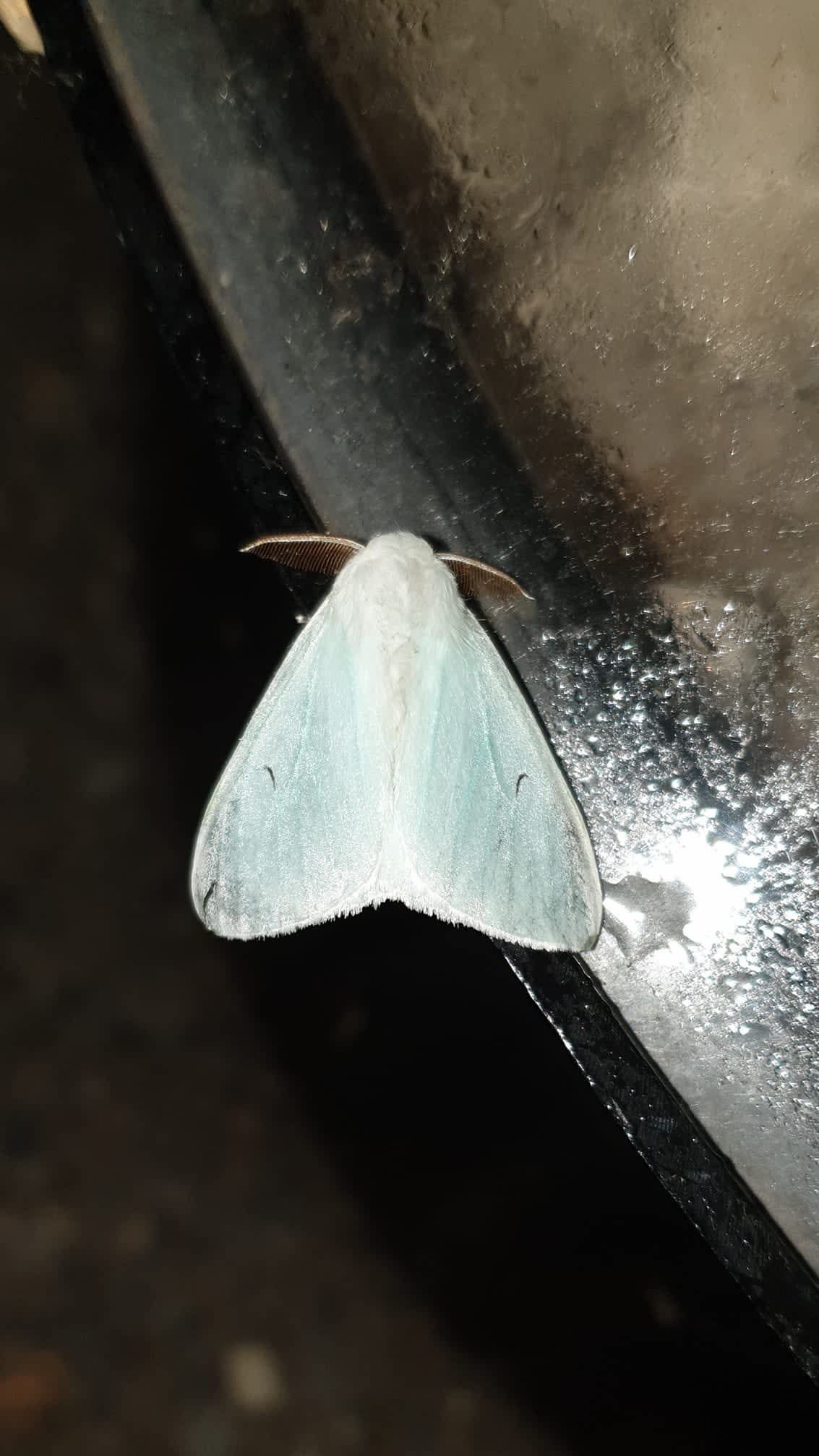 Black V Moth (Arctornis l-nigrum) photographed at Sandwich Bay Bird Observatory Car Park  by Andrew Lawson