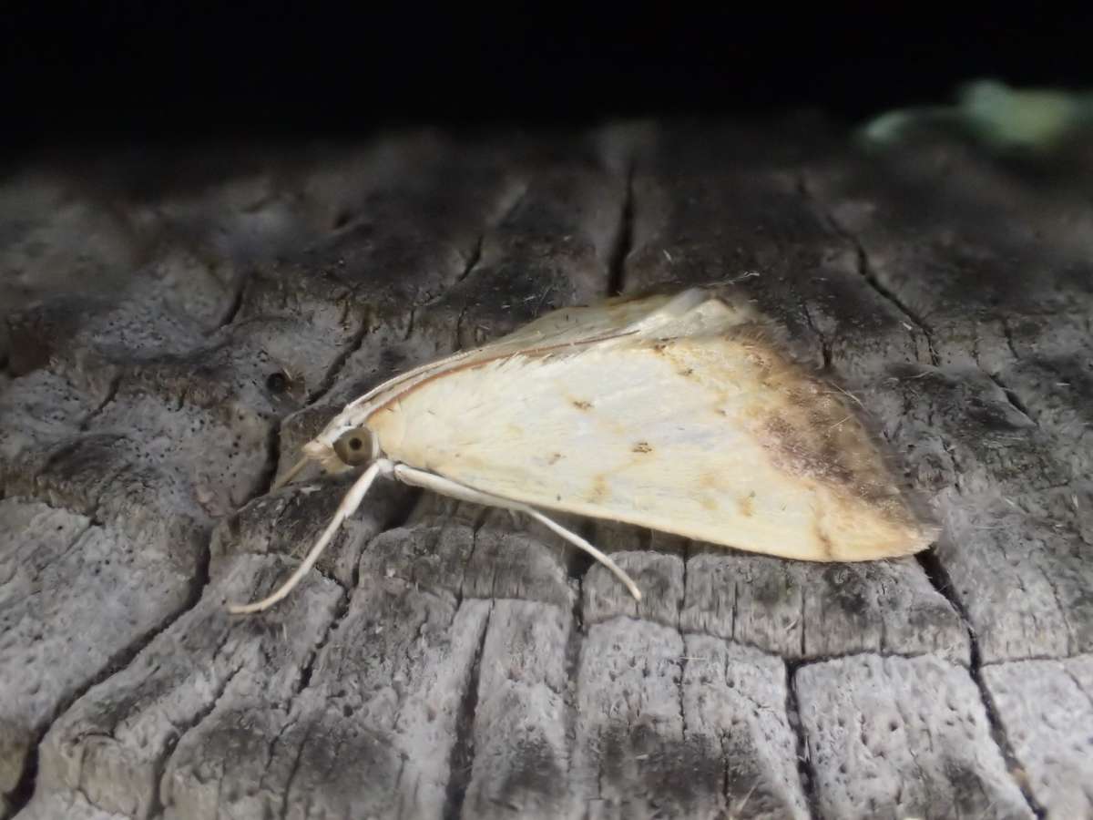 Marbled Yellow Pearl (Evergestis extimalis) photographed at Sandwich Bay by Dave Shenton 