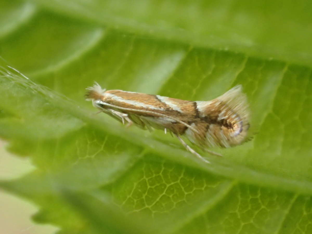 Dark Hornbeam Midget (Phyllonorycter esperella) photographed in Kent by Dave Shenton 