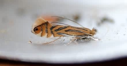 London Midget (Phyllonorycter platani) photographed in Kent by Dave Shenton 