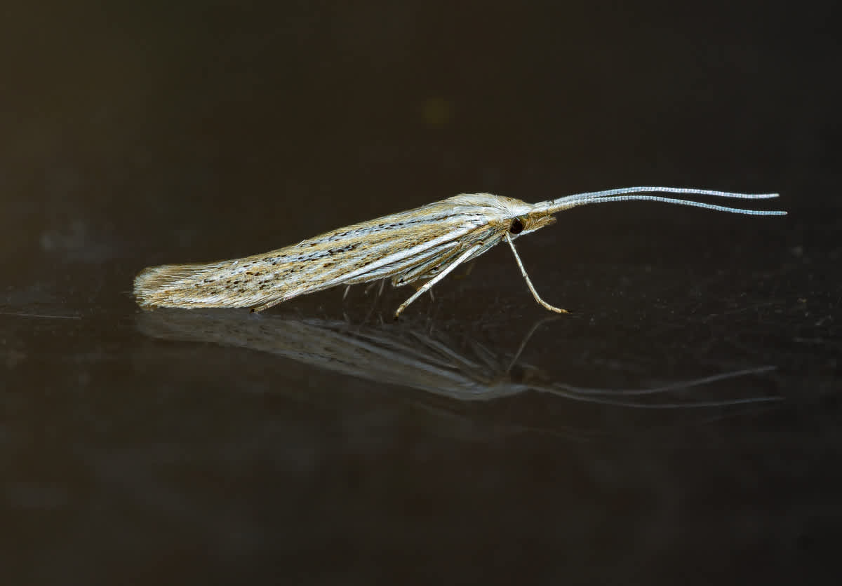 Kent Case-bearer (Coleophora galbulipennella) photographed at Hythe Ranges  by Robert Lee