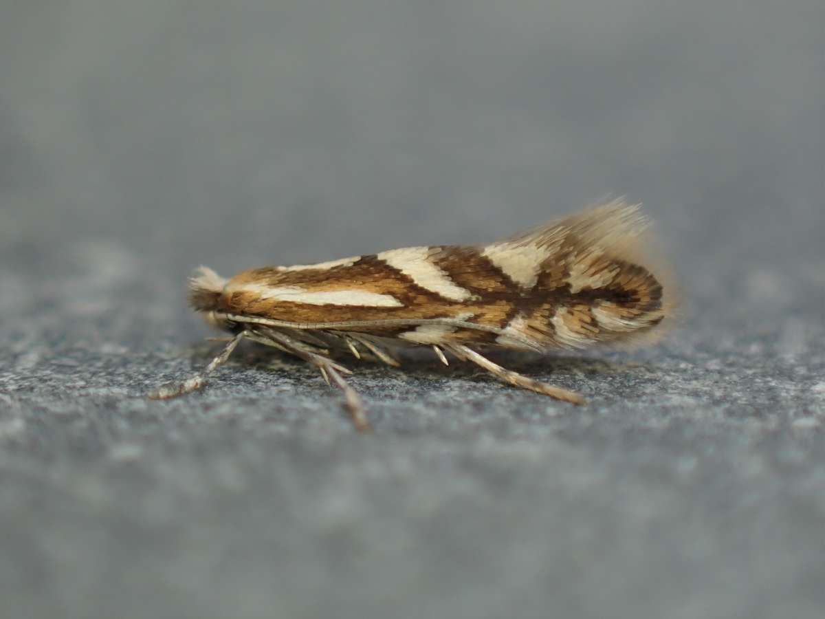 Common Thorn Midget (Phyllonorycter oxyacanthae) photographed in Kent by Antony Wren