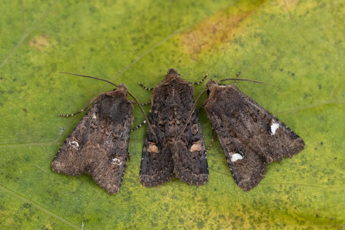 Oak Rustic (Dryobota labecula) photographed at Bishopstone  by Alex Perry