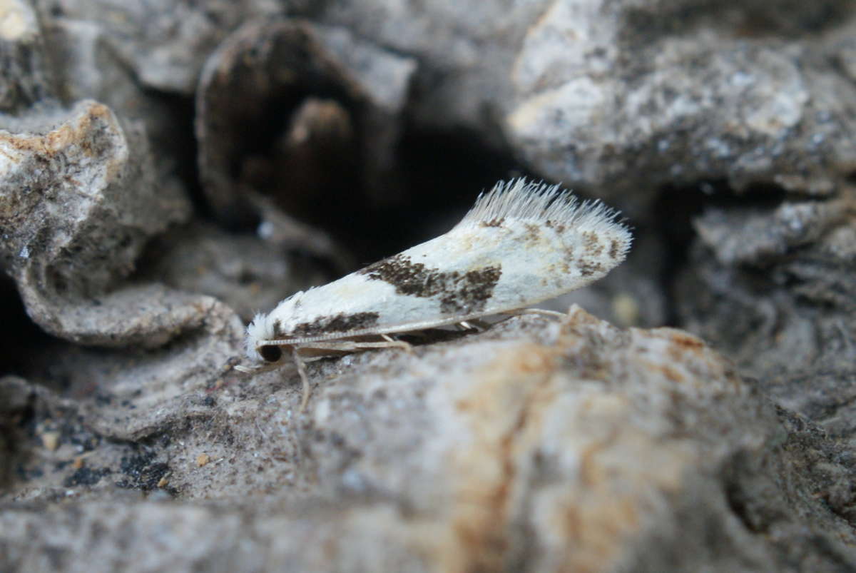 Barred White Clothes Moth (Nemapogon clematella) photographed in Kent by Dave Shenton 