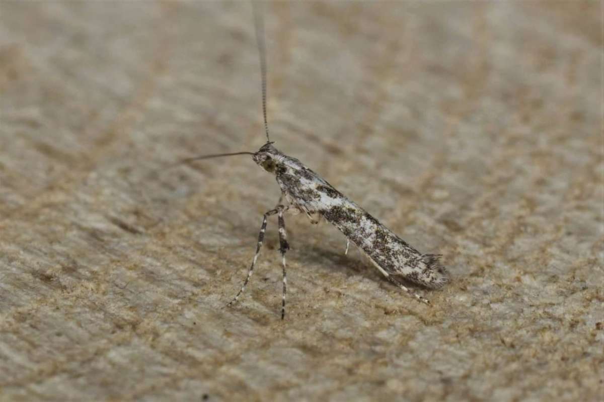 Feathered Slender (Caloptilia cuculipennella) photographed in Kent by Antony Wren