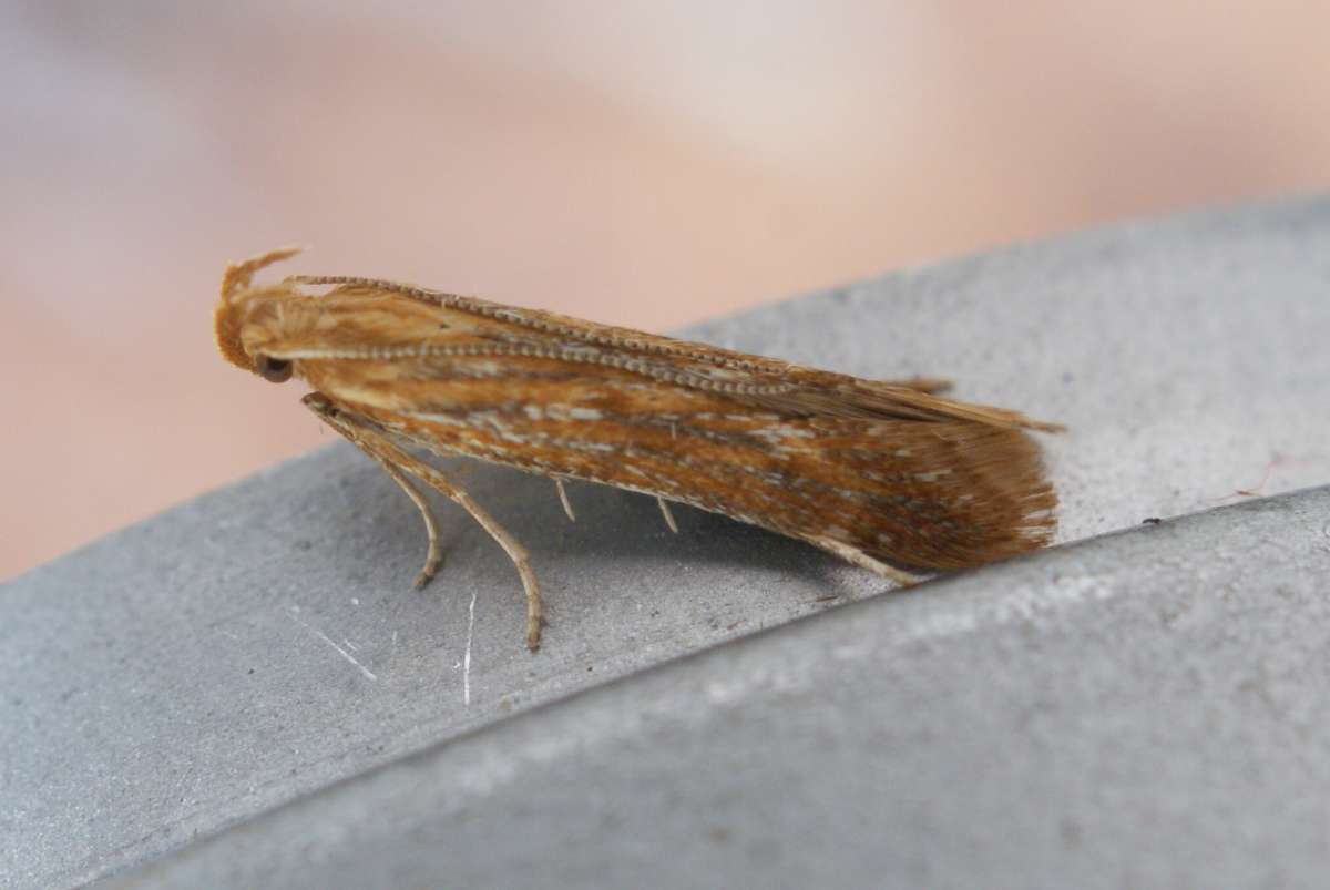 Carline Neb (Metzneria aestivella) photographed at Betteshanger C P by Dave Shenton 