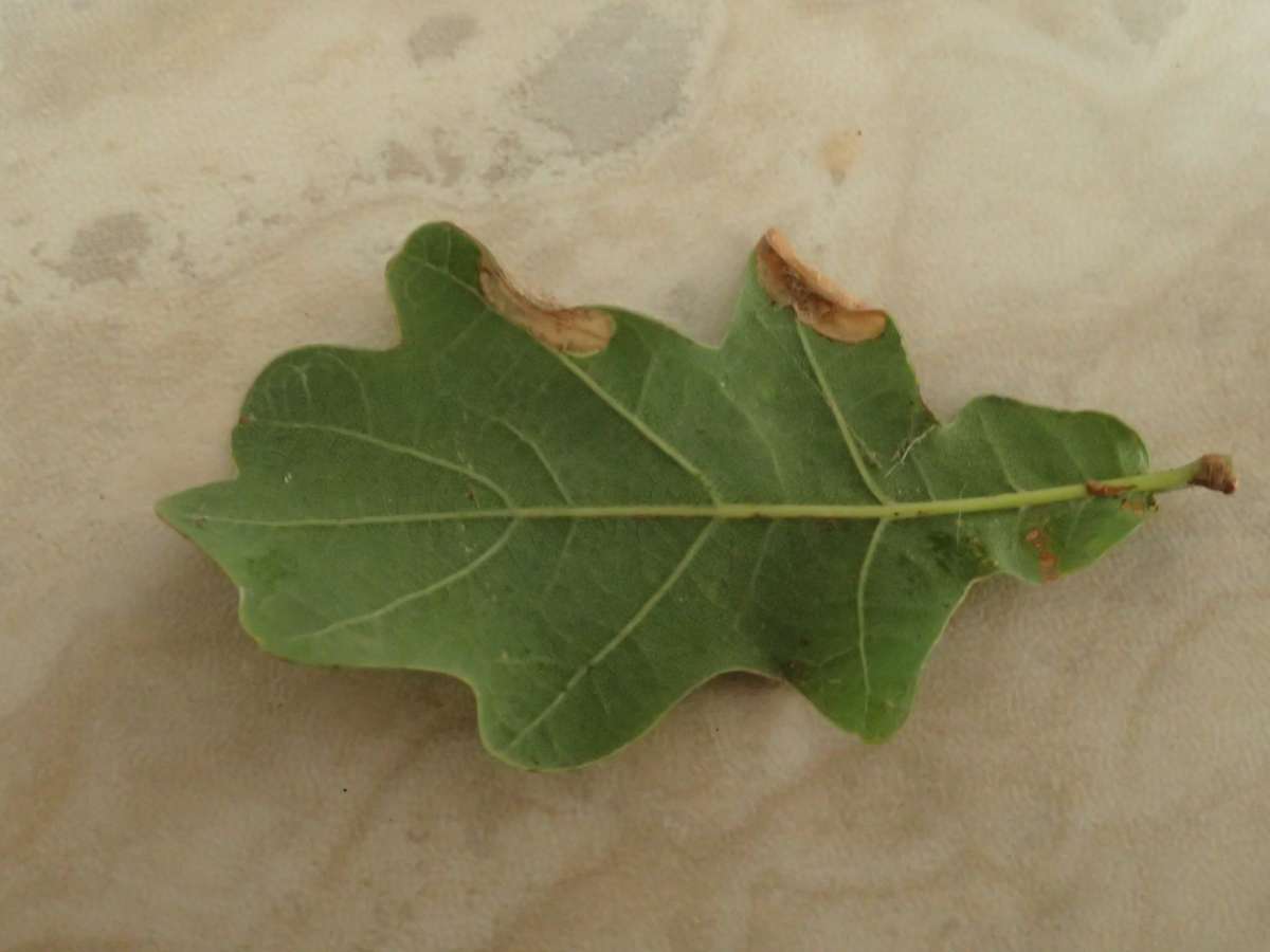 White Oak Midget (Phyllonorycter harrisella) photographed at Aylesham  by Dave Shenton 