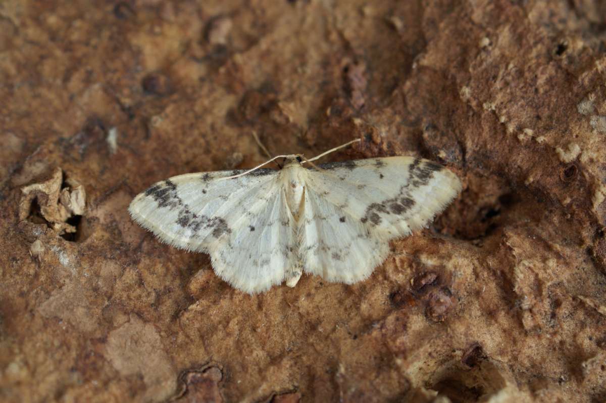 Treble Brown Spot (Idaea trigeminata) photographed at Aylesham  by Dave Shenton 